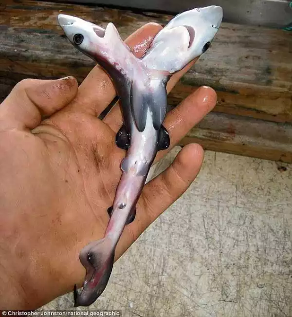 TWO- HEADED sharks are appearing at alarming rates – and no one knows why